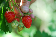pflanzerde-erdbeeren-gemuese